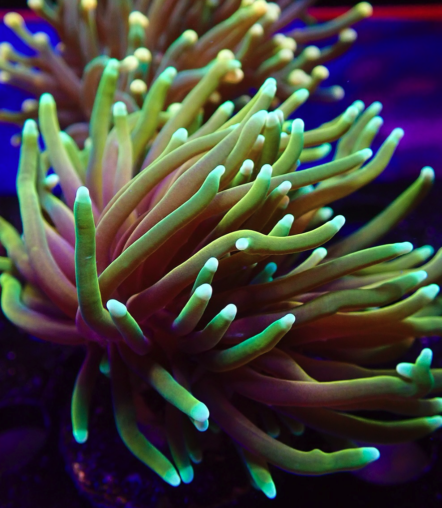 aquarium kingdom maintenance service south florida